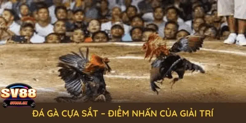 Những yếu tố tạo nên sự khác biệt của đá gà cựa sắt